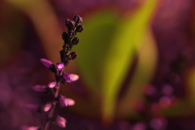 Photo of Heather twig with beautiful flowers on blurred background, closeup. Space for text