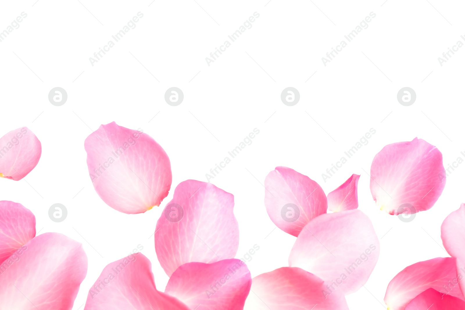 Photo of Fresh pink rose petals on white background, top view