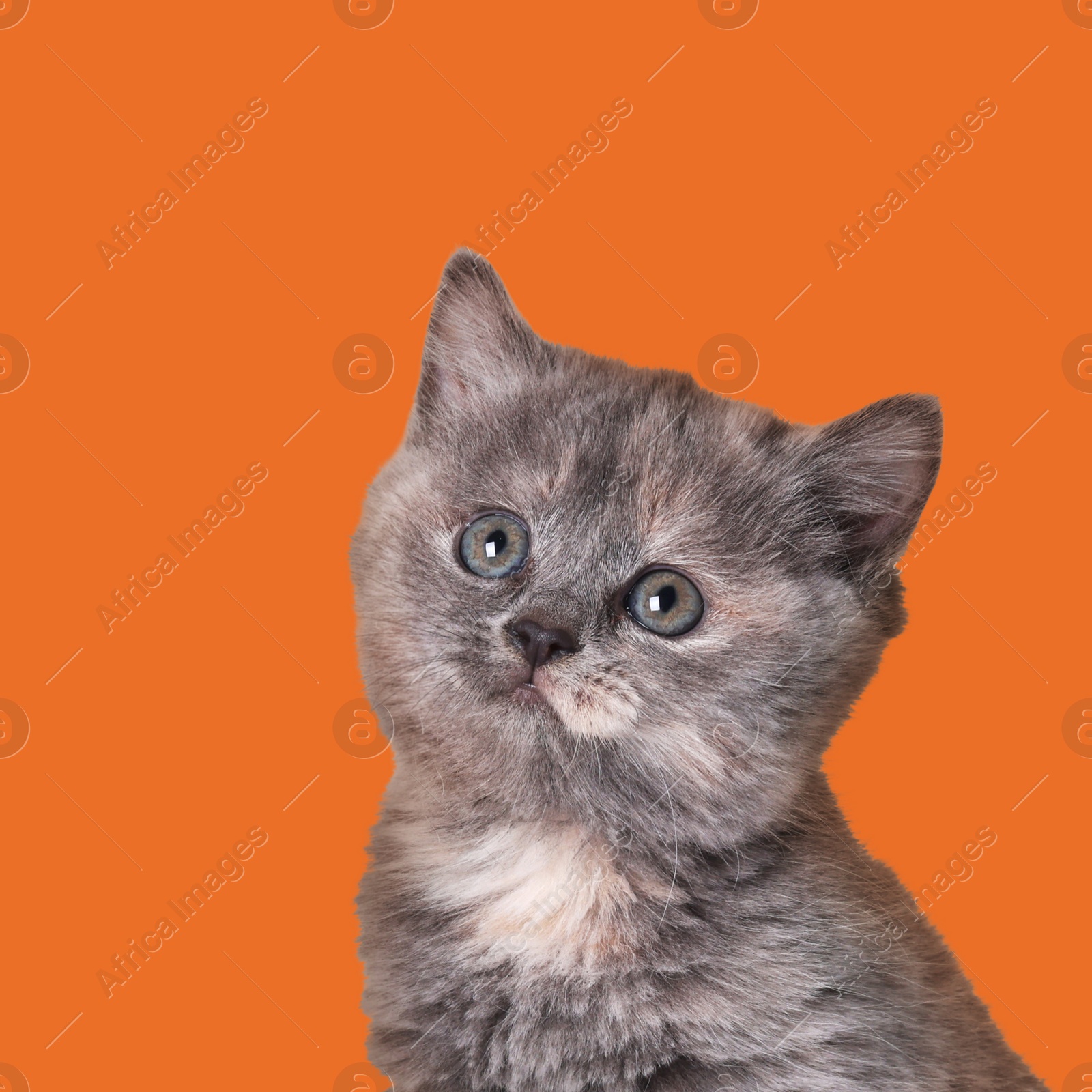 Image of Cute little grey kitten on orange background