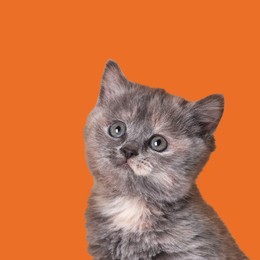Image of Cute little grey kitten on orange background