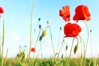 Photo of Beautiful blooming red poppy flowers in field against blue sky