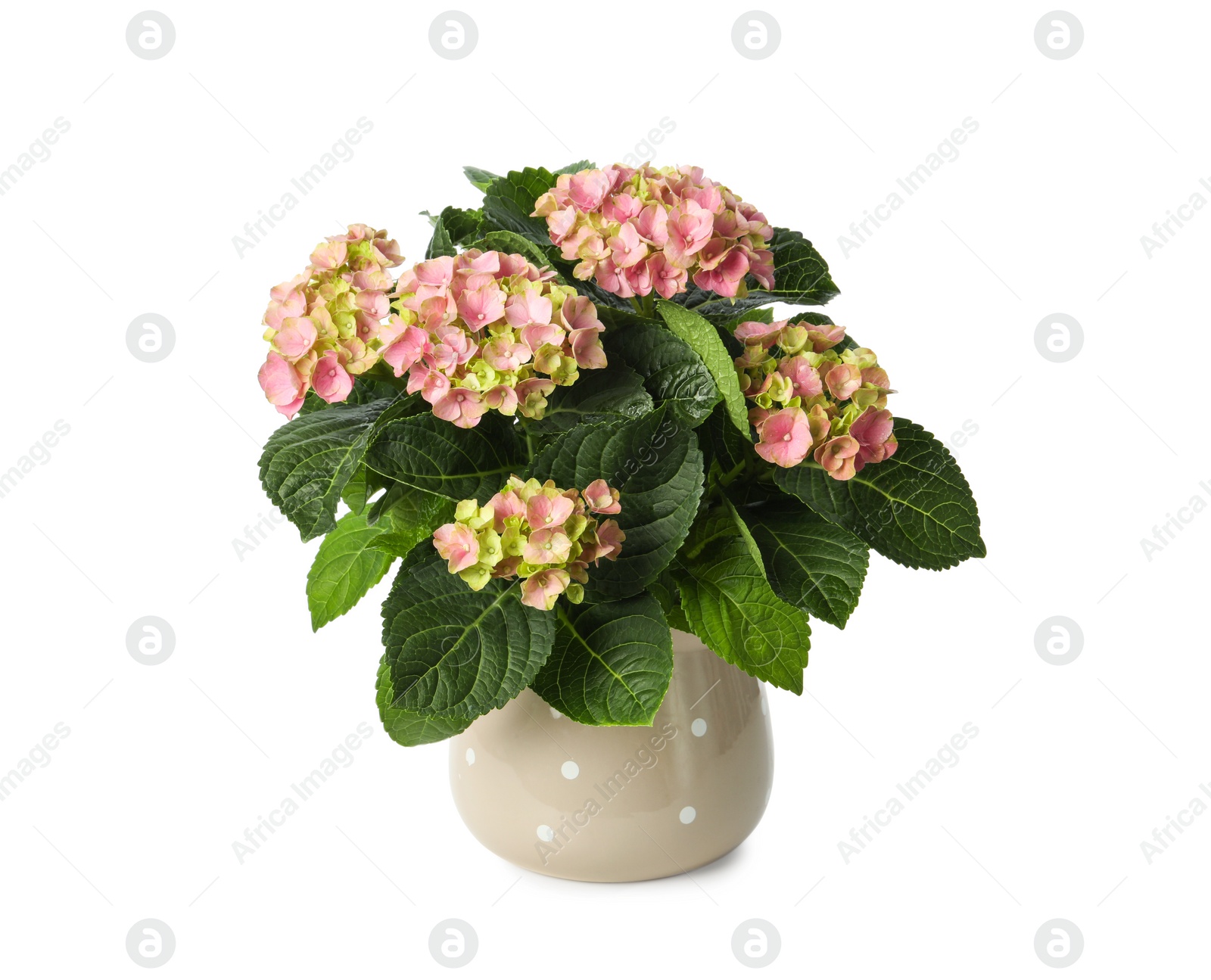 Photo of Beautiful potted hortensia plant with pink flowers isolated on white