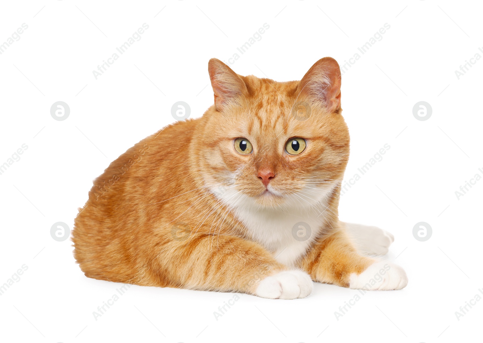 Photo of Cute ginger cat on white background. Adorable pet