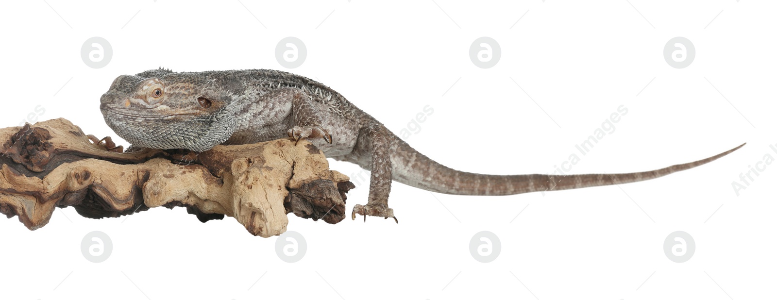 Photo of Bearded lizard (Pogona barbata) and tree branch isolated on white. Exotic pet