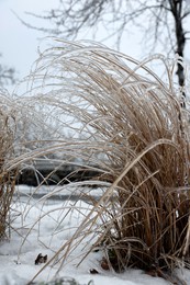 Photo of Dry plants in ice glaze outdoors on winter day