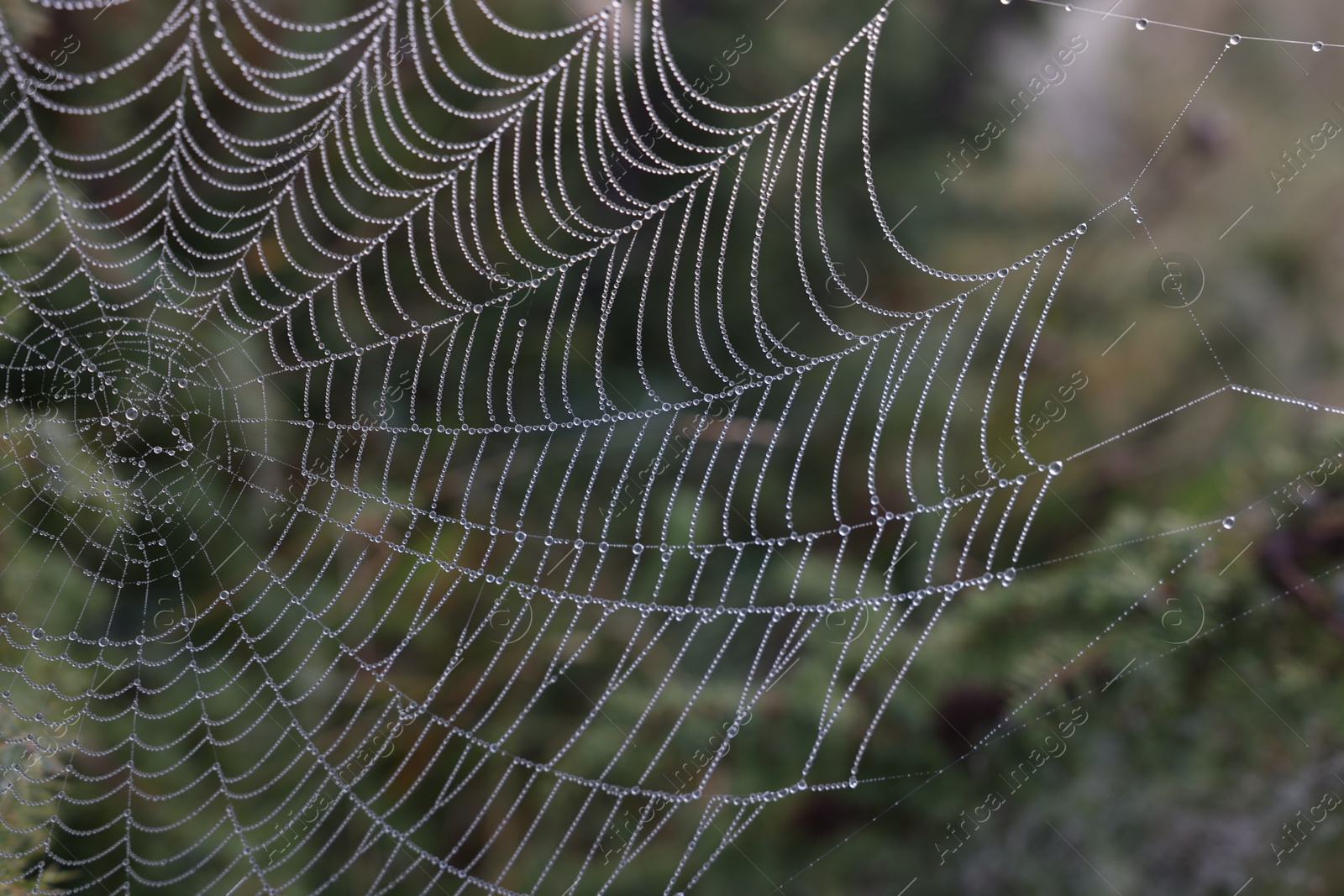 Photo of Closeup view of cobweb with dew drops outdoors