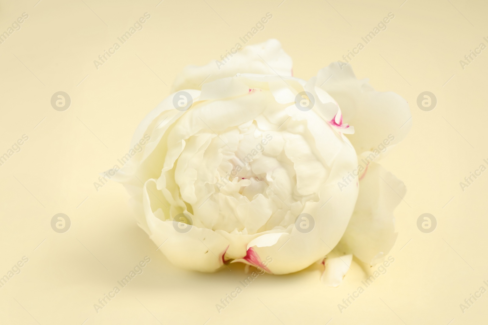 Photo of Beautiful white peony flower on beige background