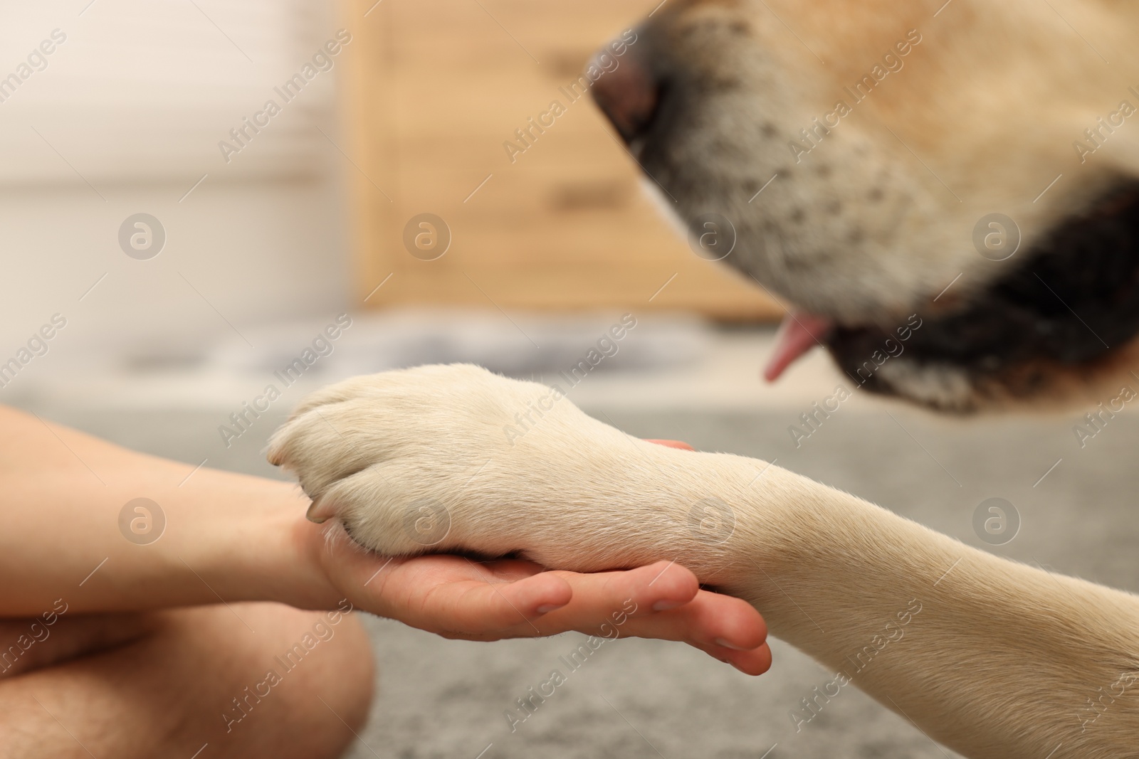 Photo of Dog giving paw to man at home, closeup