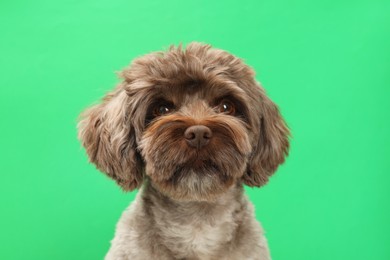 Cute Maltipoo dog on green background. Lovely pet