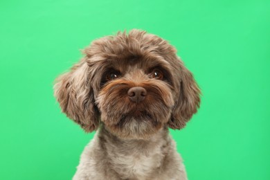 Photo of Cute Maltipoo dog on green background. Lovely pet