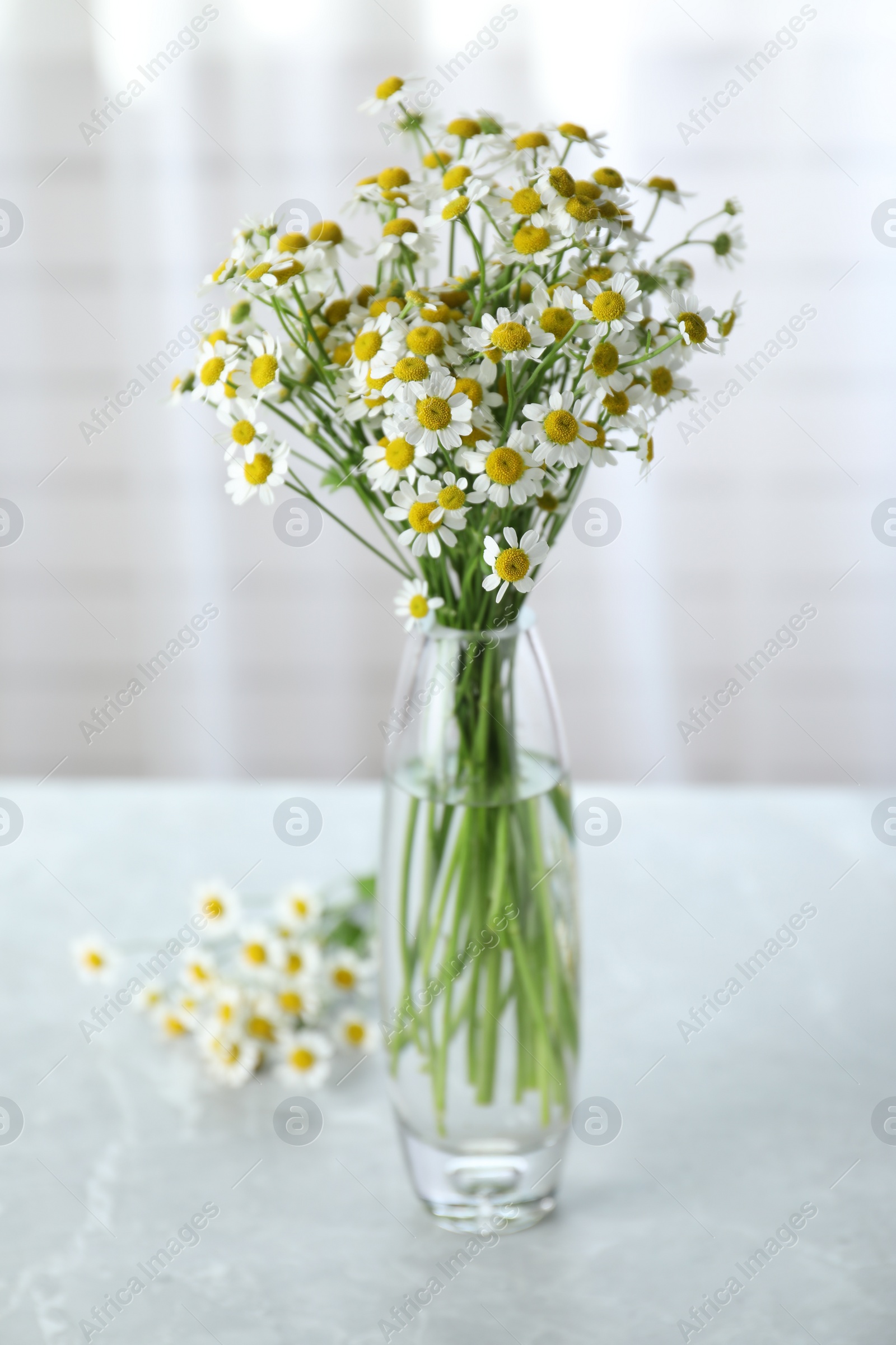 Photo of Vase with beautiful chamomile flowers on light table in room