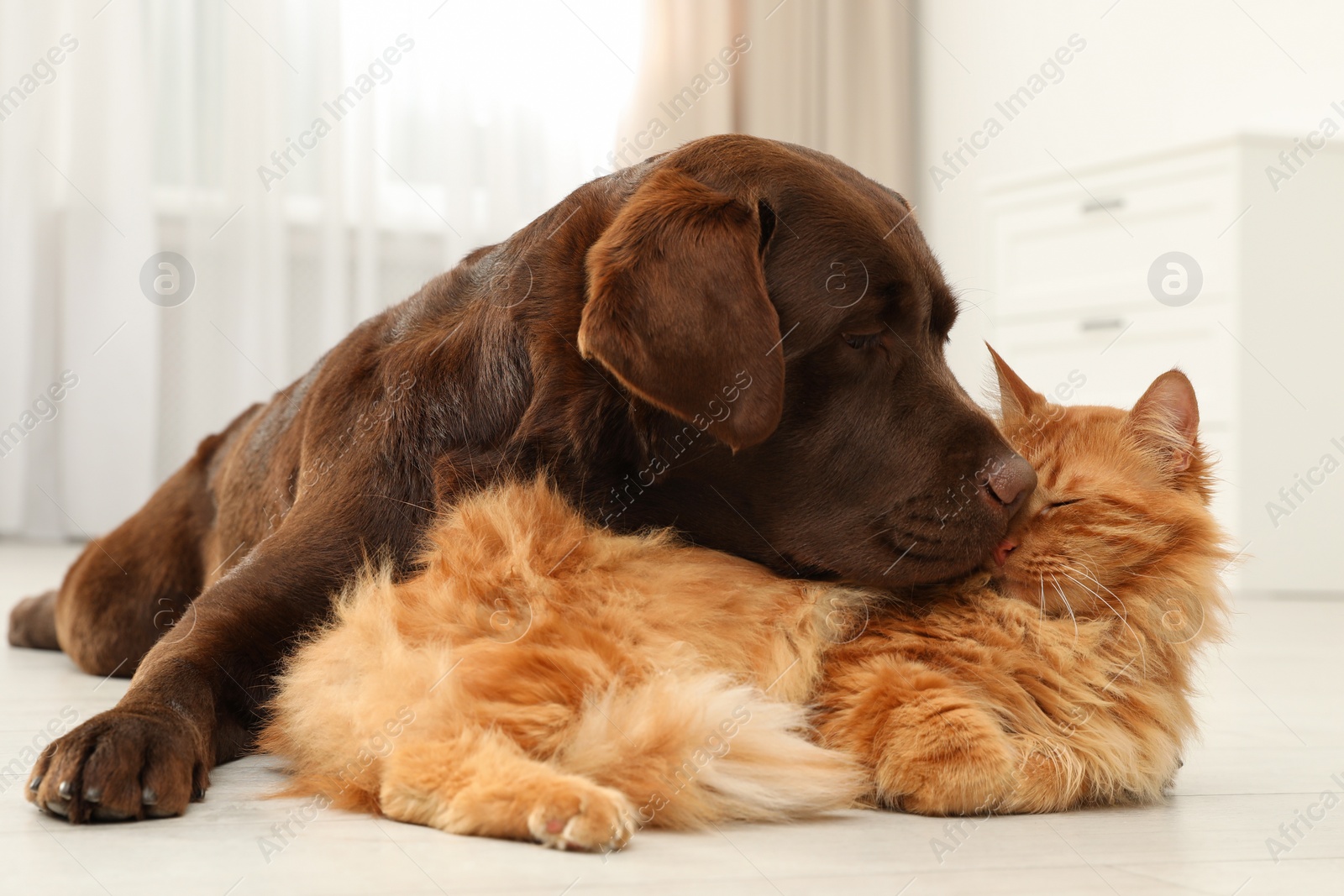 Photo of Cat and dog together on floor indoors. Fluffy friends