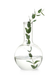 Photo of Round bottomed flask with plant on white background