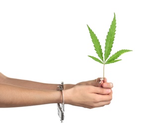Photo of Woman in handcuffs holding hemp leaf on white background, closeup