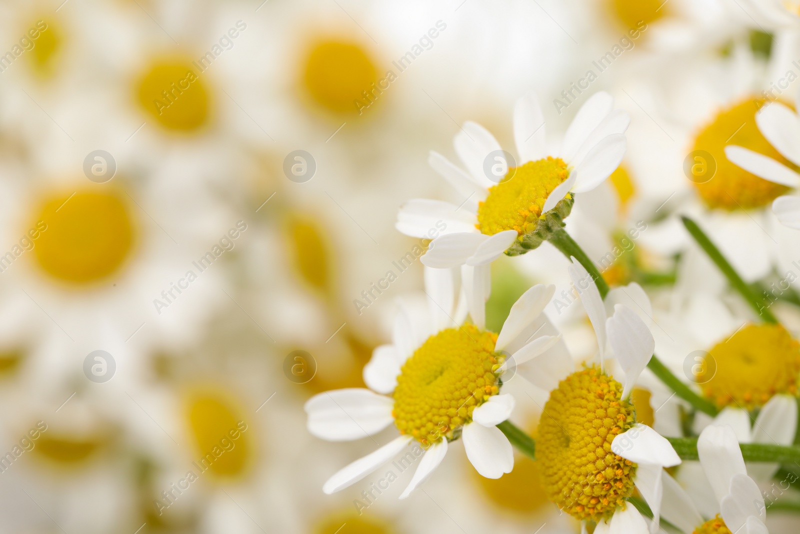 Photo of Beautiful chamomiles on blurred background, closeup. Space for text