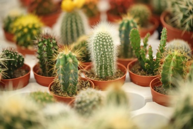 Pots with beautiful cacti, closeup. Tropical flowers