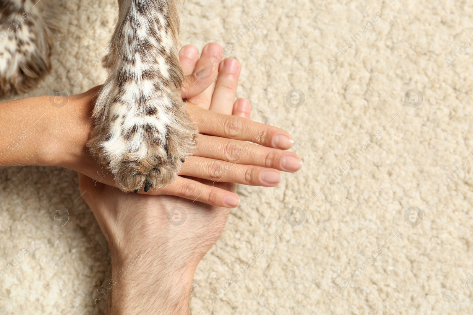 Photo of Family with their dog putting hands and paw together on light carpet, top view. Space for text