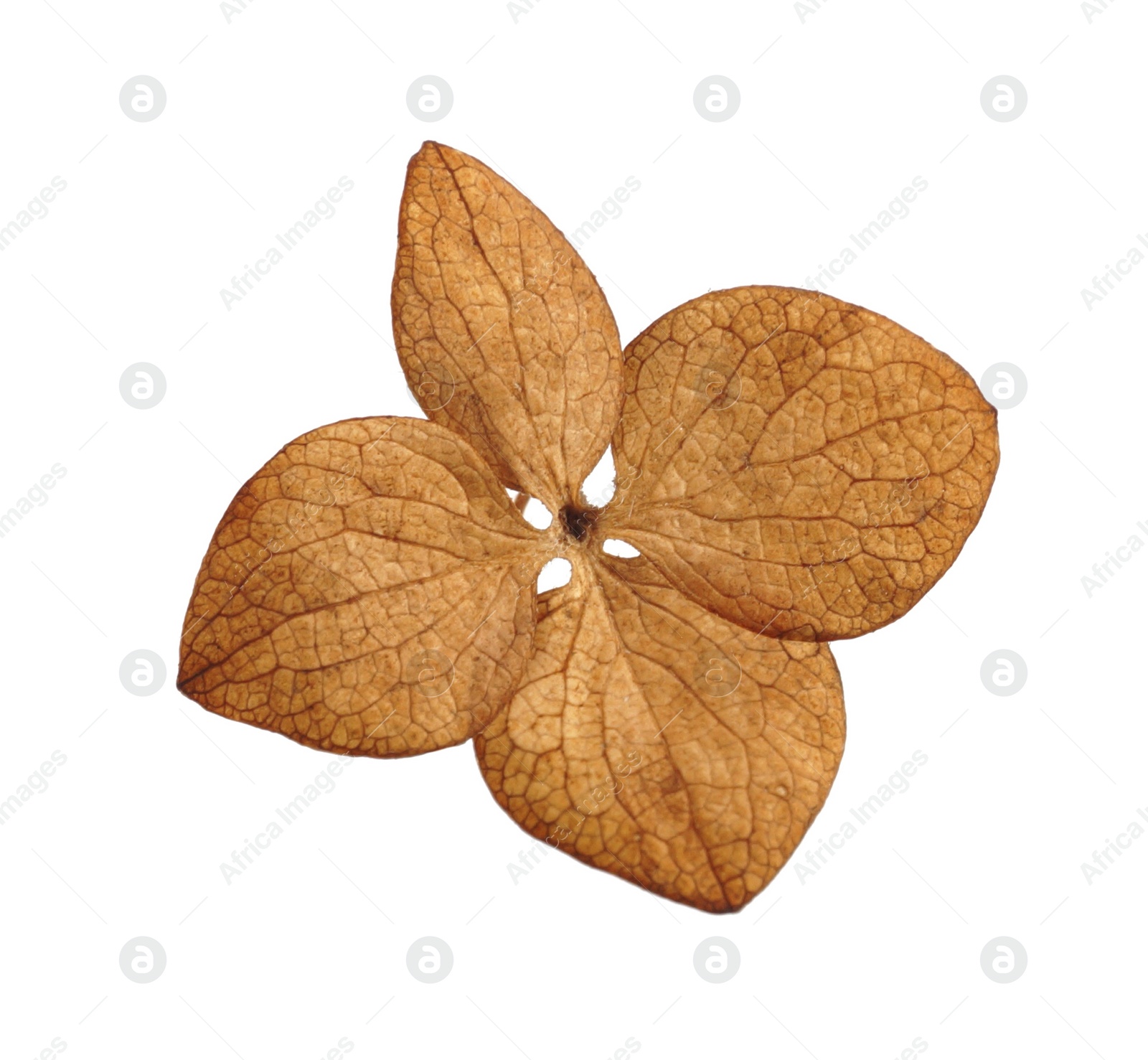 Photo of Beautiful dried hortensia flower on white background