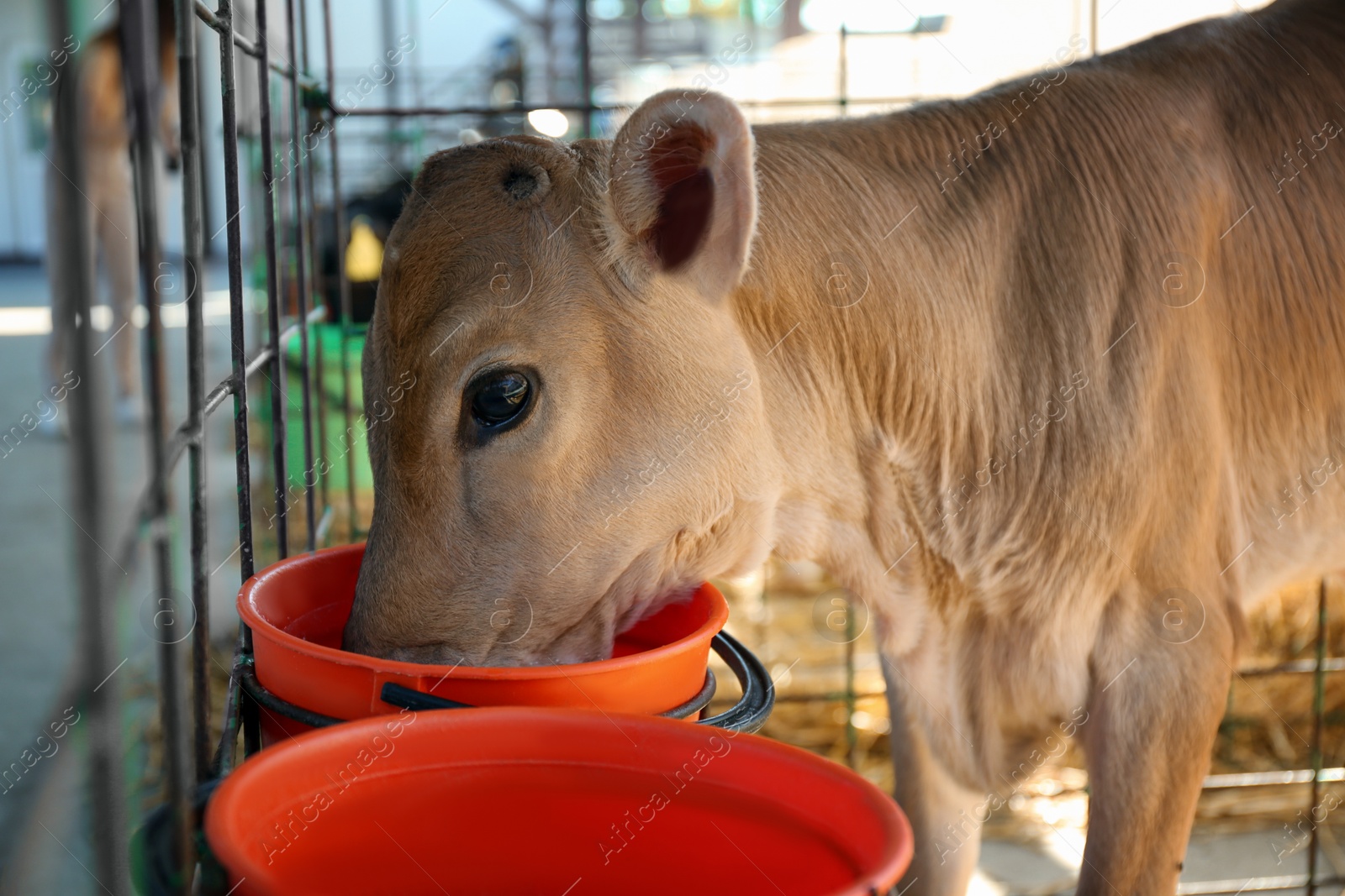 Photo of Pretty little calf eating from bucket on farm, closeup. Animal husbandry