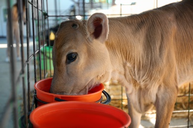 Pretty little calf eating from bucket on farm, closeup. Animal husbandry