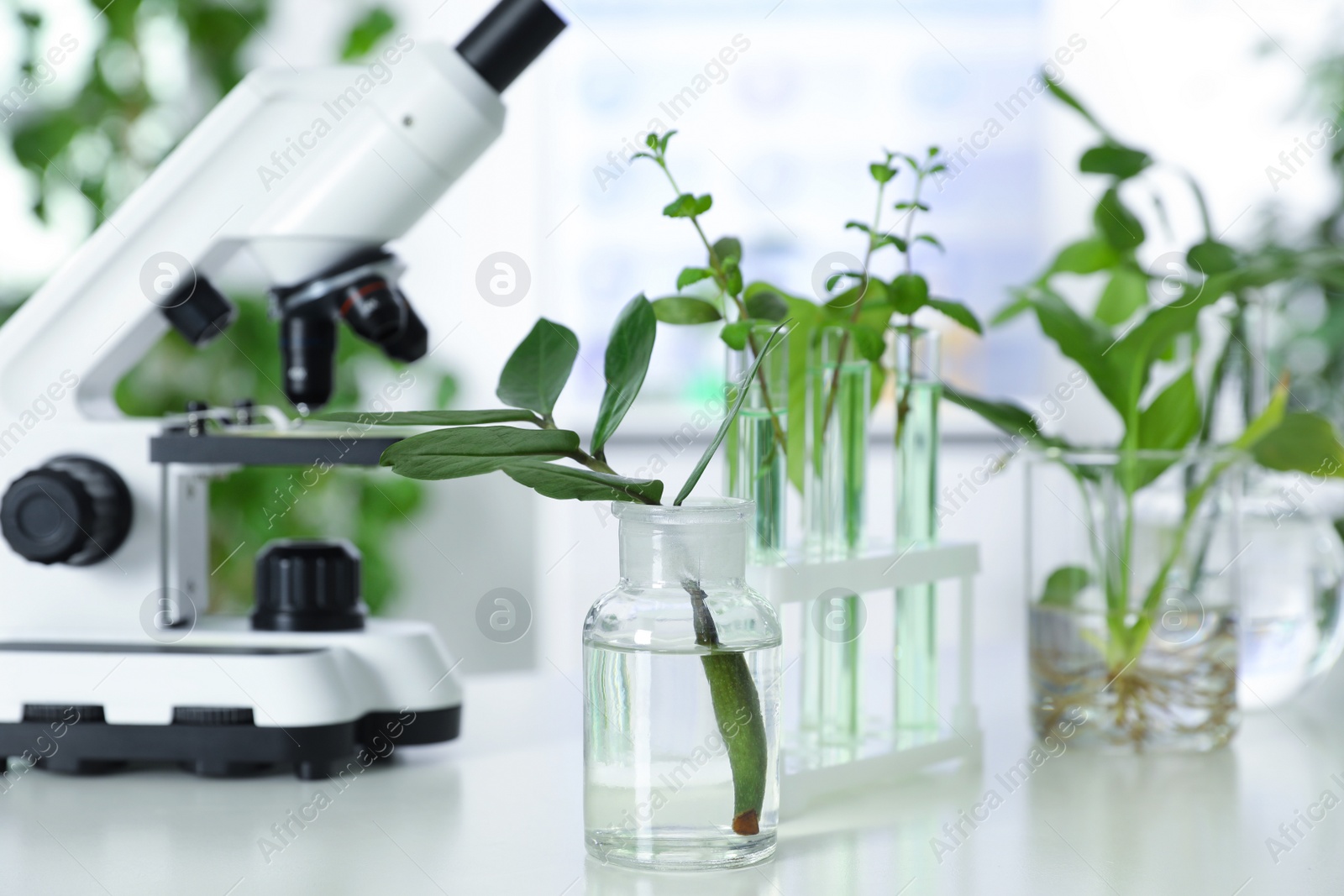 Photo of Laboratory glassware with plants and microscope on table. Biological chemistry