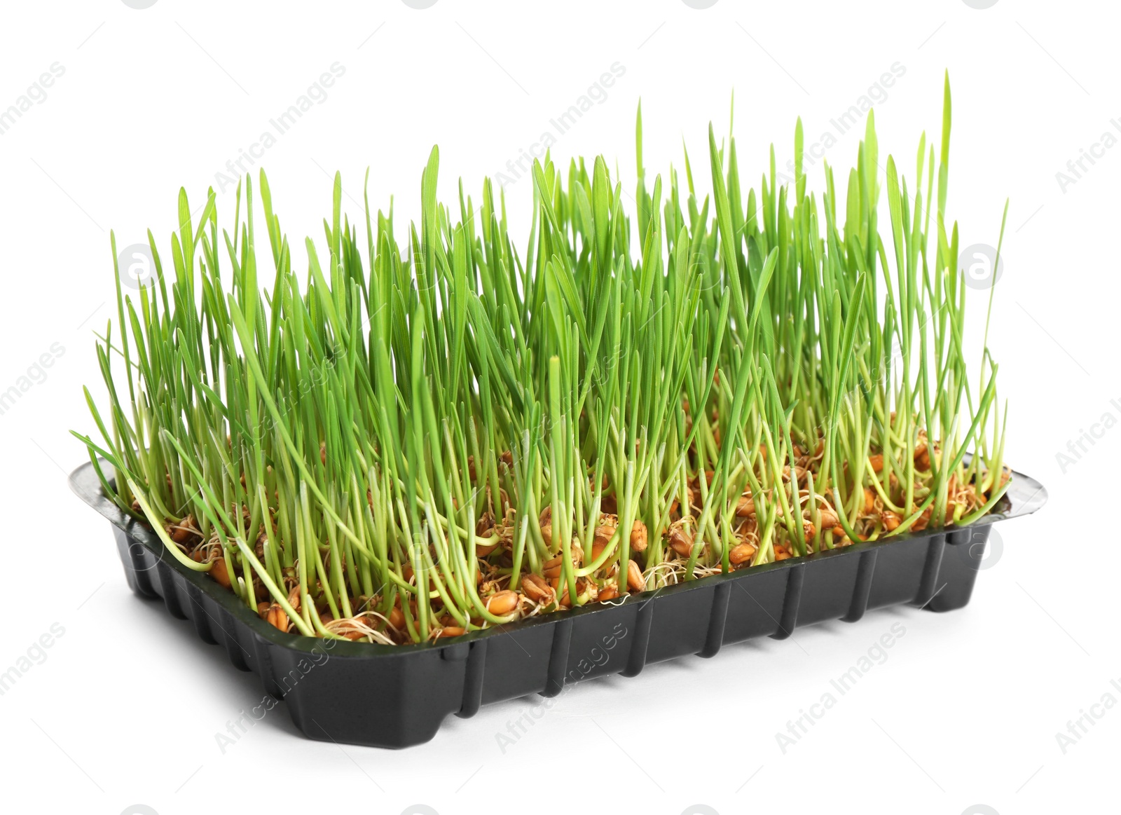 Photo of Container with sprouted wheat grass seeds on white background