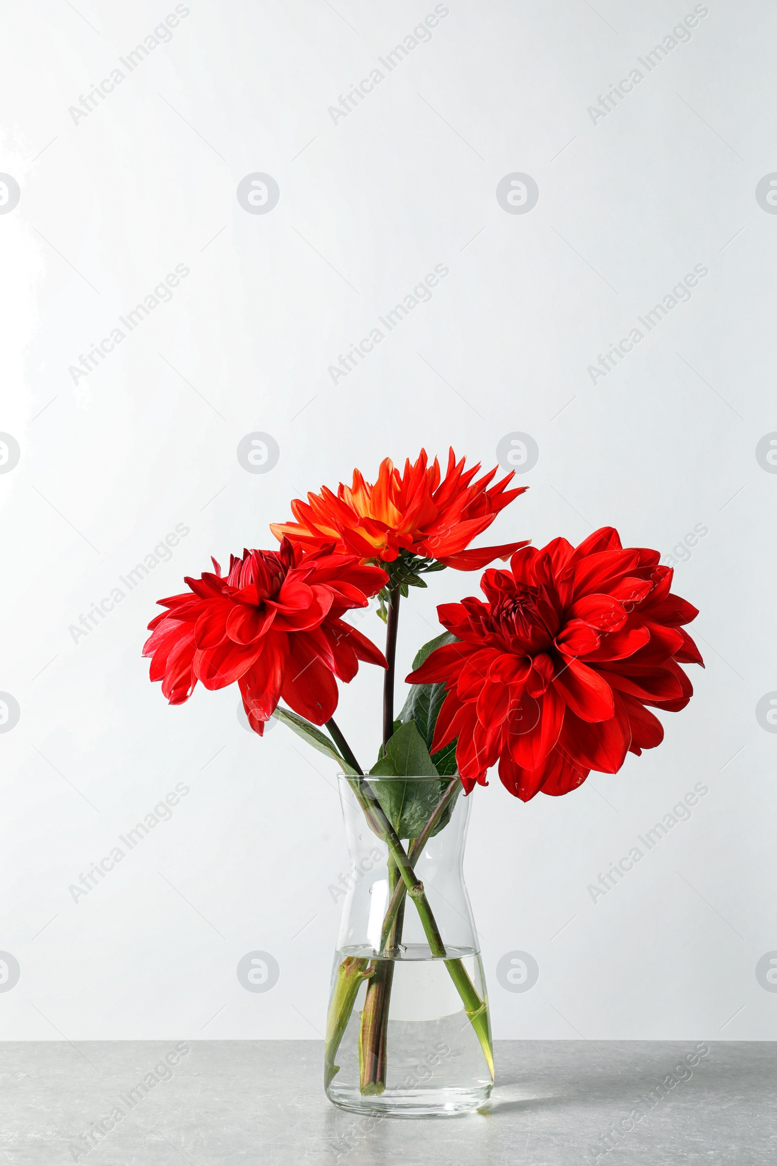 Photo of Vase with beautiful dahlia flowers on table against light background