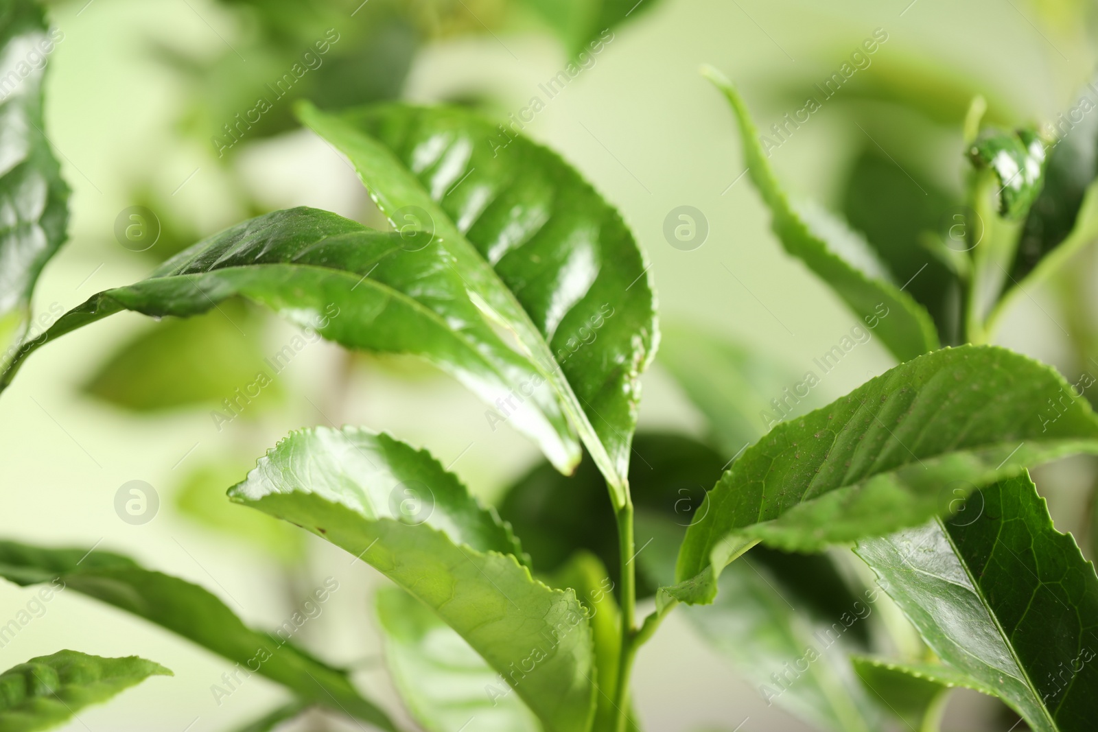 Photo of Green leaves of tea plant on blurred background, closeup