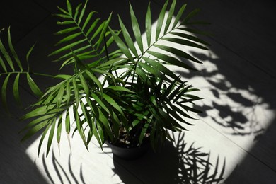 Photo of Beautiful green houseplant casting shadow on wooden floor indoors, above view