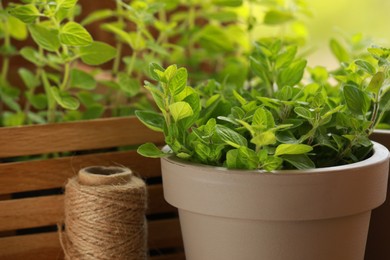 Photo of Aromatic potted oregano against blurred green background
