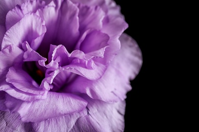 Photo of Beautiful Eustoma flower on dark background, closeup