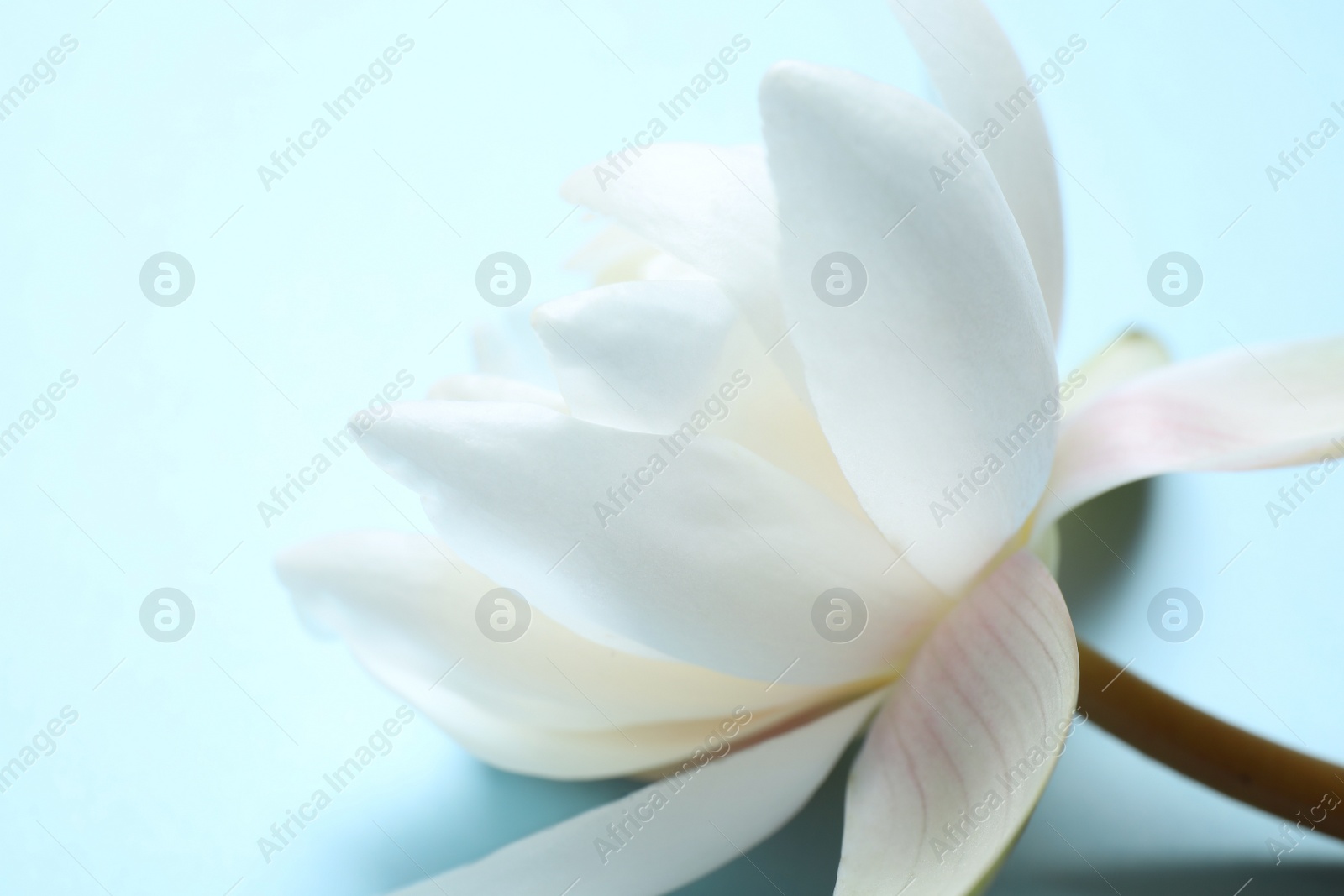 Photo of Beautiful white lotus flower on light blue background, closeup view