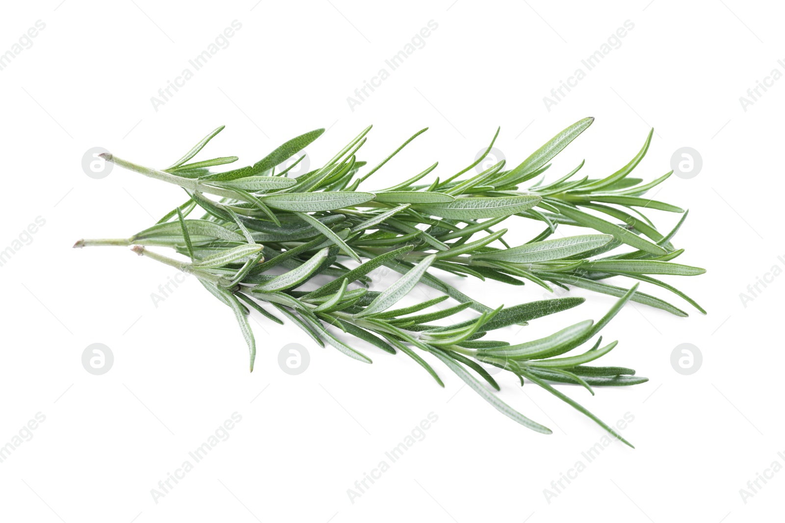 Photo of Fresh green rosemary twigs isolated on white