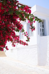 City street with white building and beautiful blooming tree on sunny day