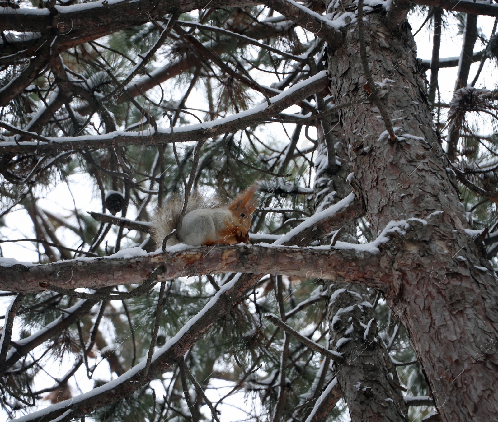 Photo of Cute squirrel on conifer tree in snowy forest