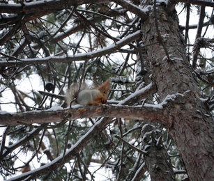 Cute squirrel on conifer tree in snowy forest