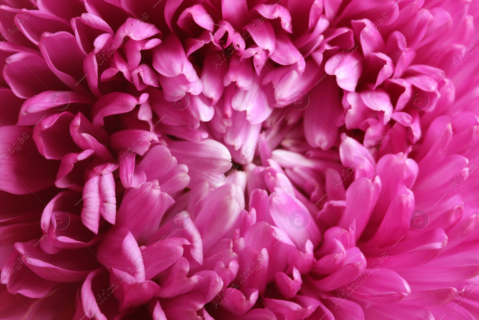 Photo of Beautiful aster flower as background, closeup view