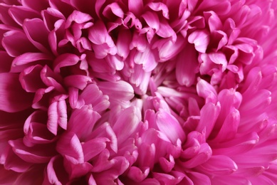 Beautiful aster flower as background, closeup view