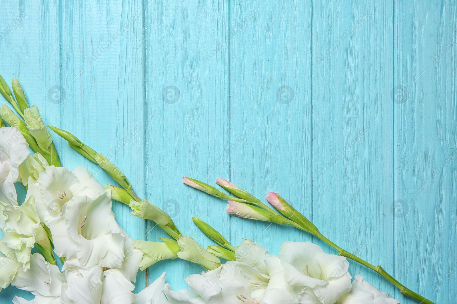 Photo of Flat lay composition with beautiful gladiolus flowers on wooden background