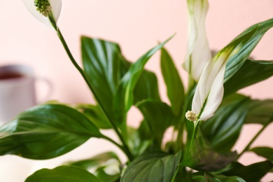 Photo of Flowers and leaves of peace lily on color background, closeup. Space for text