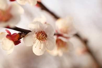 Closeup view of blossoming tree outdoors on spring day