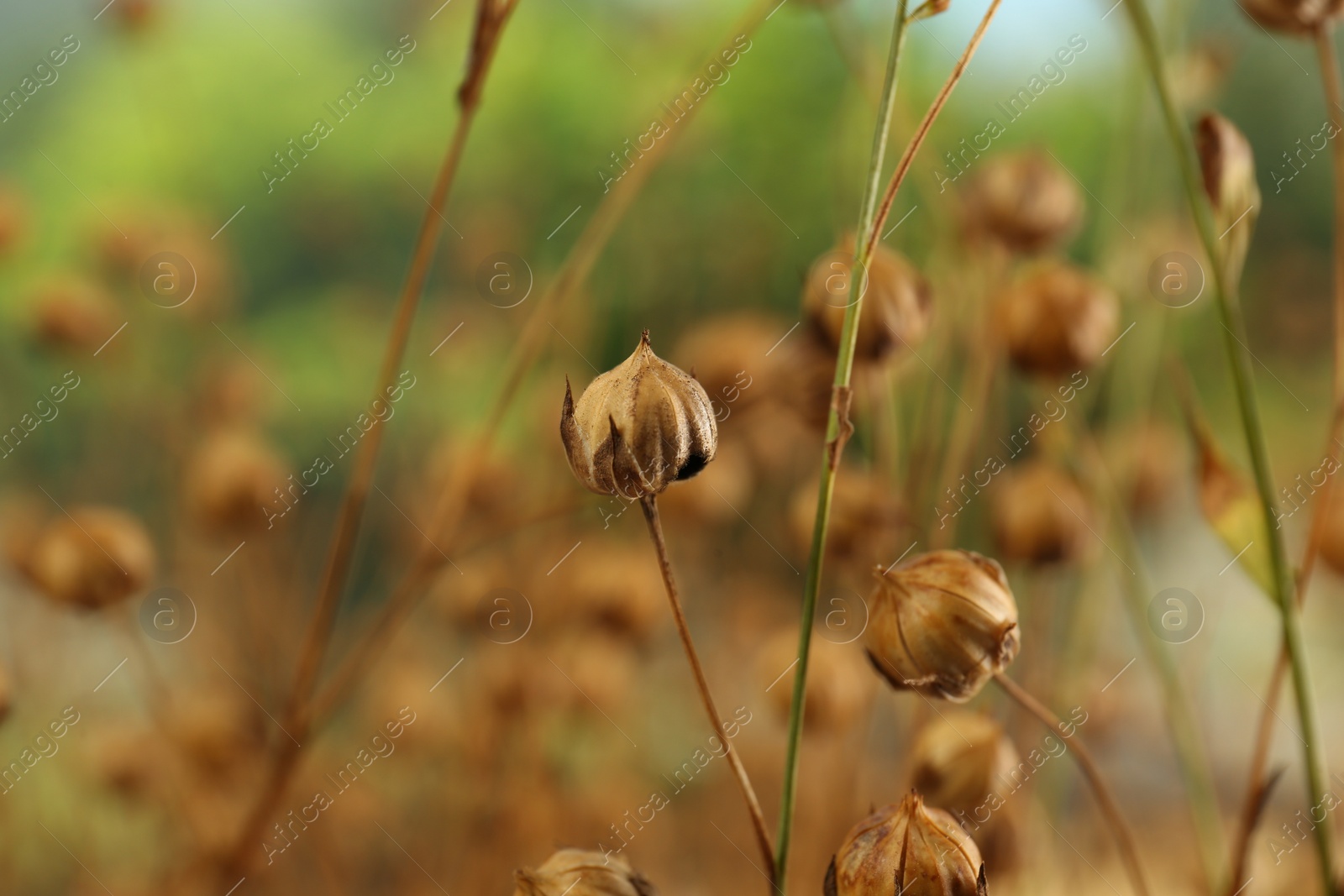 Photo of Beautiful dry flax plants against blurred background, closeup