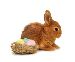 Adorable fluffy Easter bunny and decorative nest with dyed eggs on white background