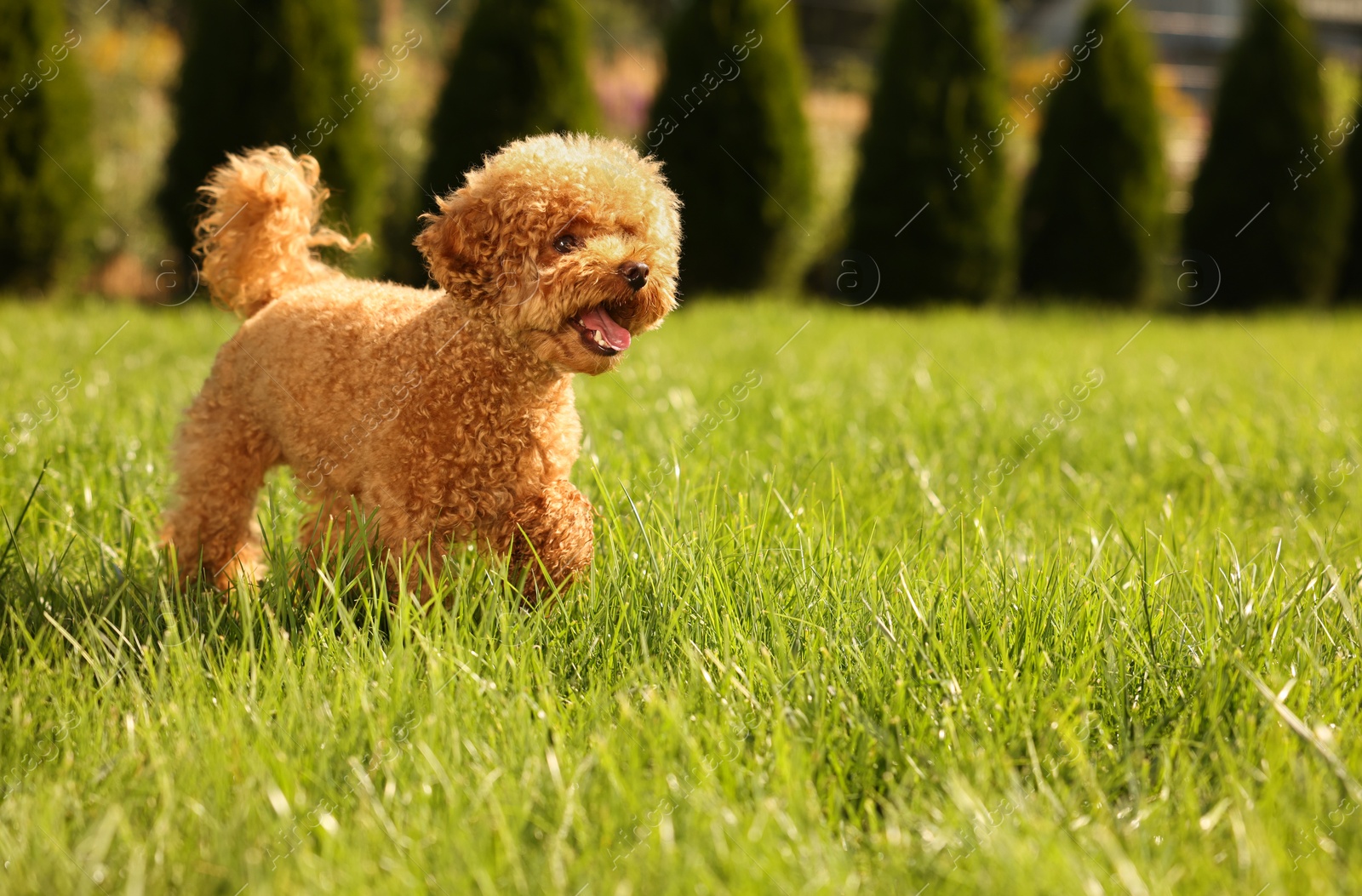 Photo of Cute Maltipoo dog on green lawn outdoors, space for text