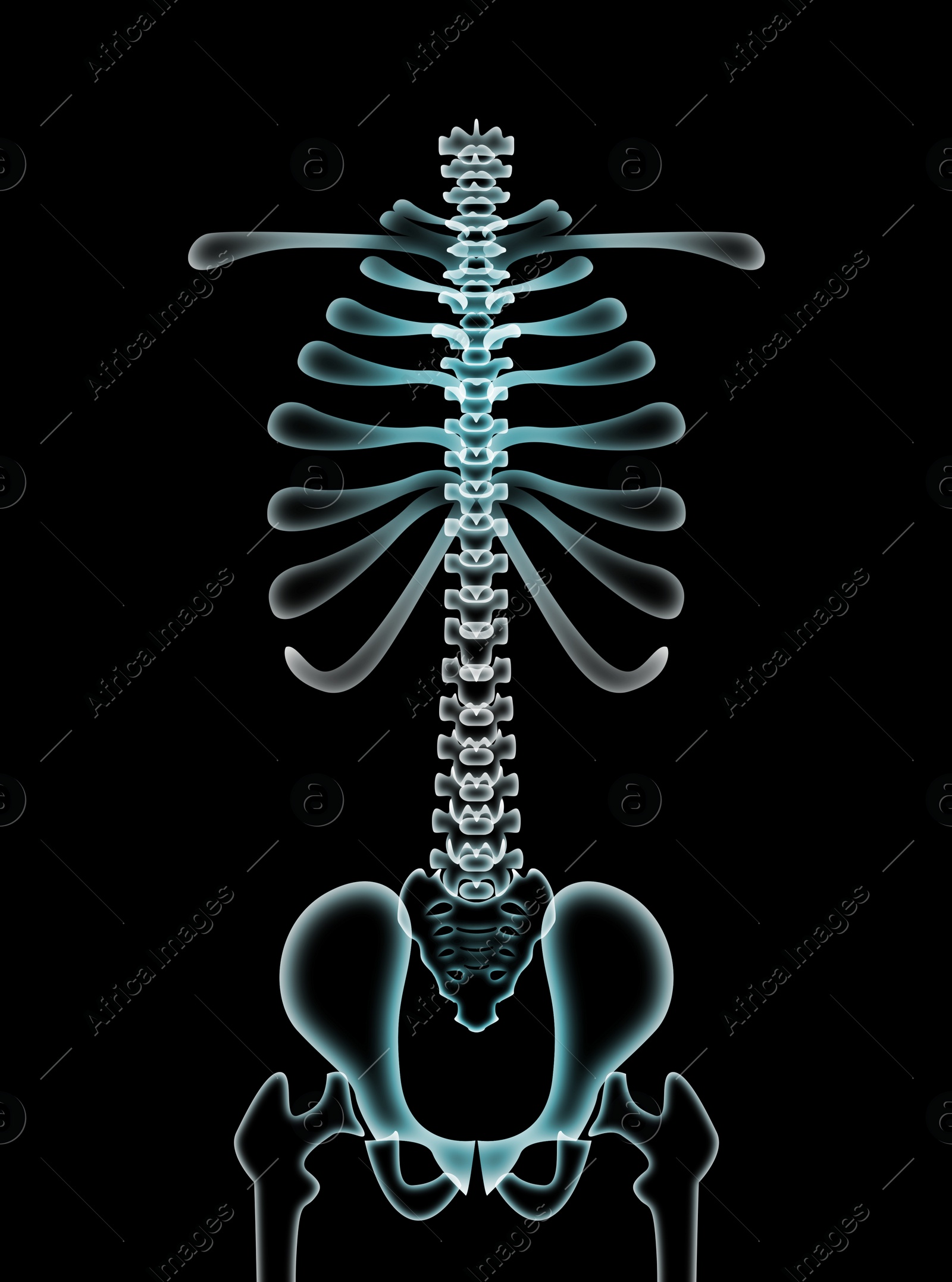 Illustration of  human spine on black background