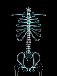 Illustration of  human spine on black background
