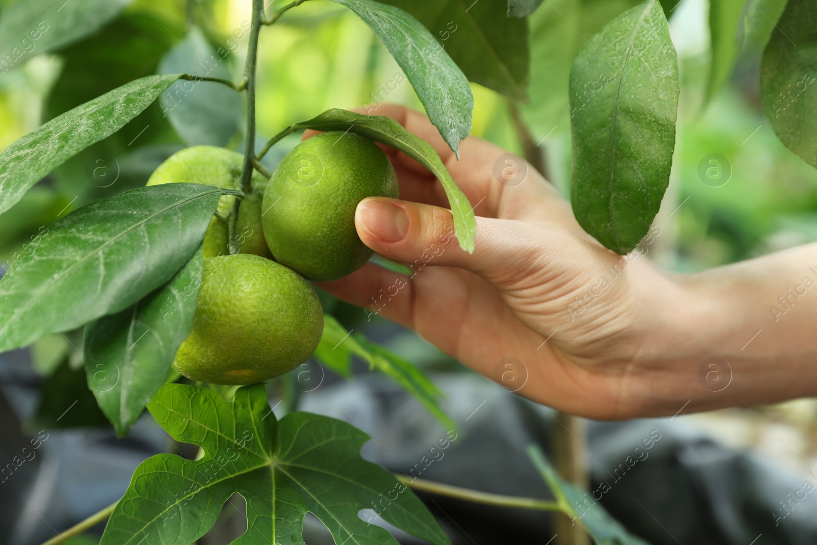 Photo of Woman picking ripe lemon from branch outdoors, closeup