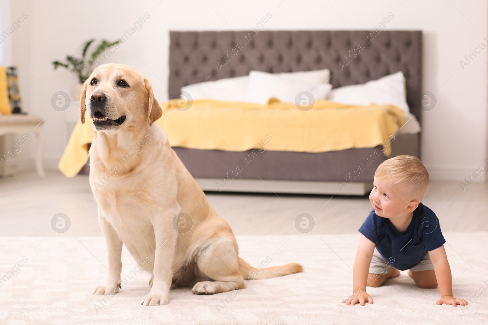 Photo of Adorable yellow labrador retriever and little boy at home