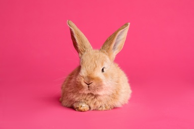 Photo of Adorable furry Easter bunny on color background