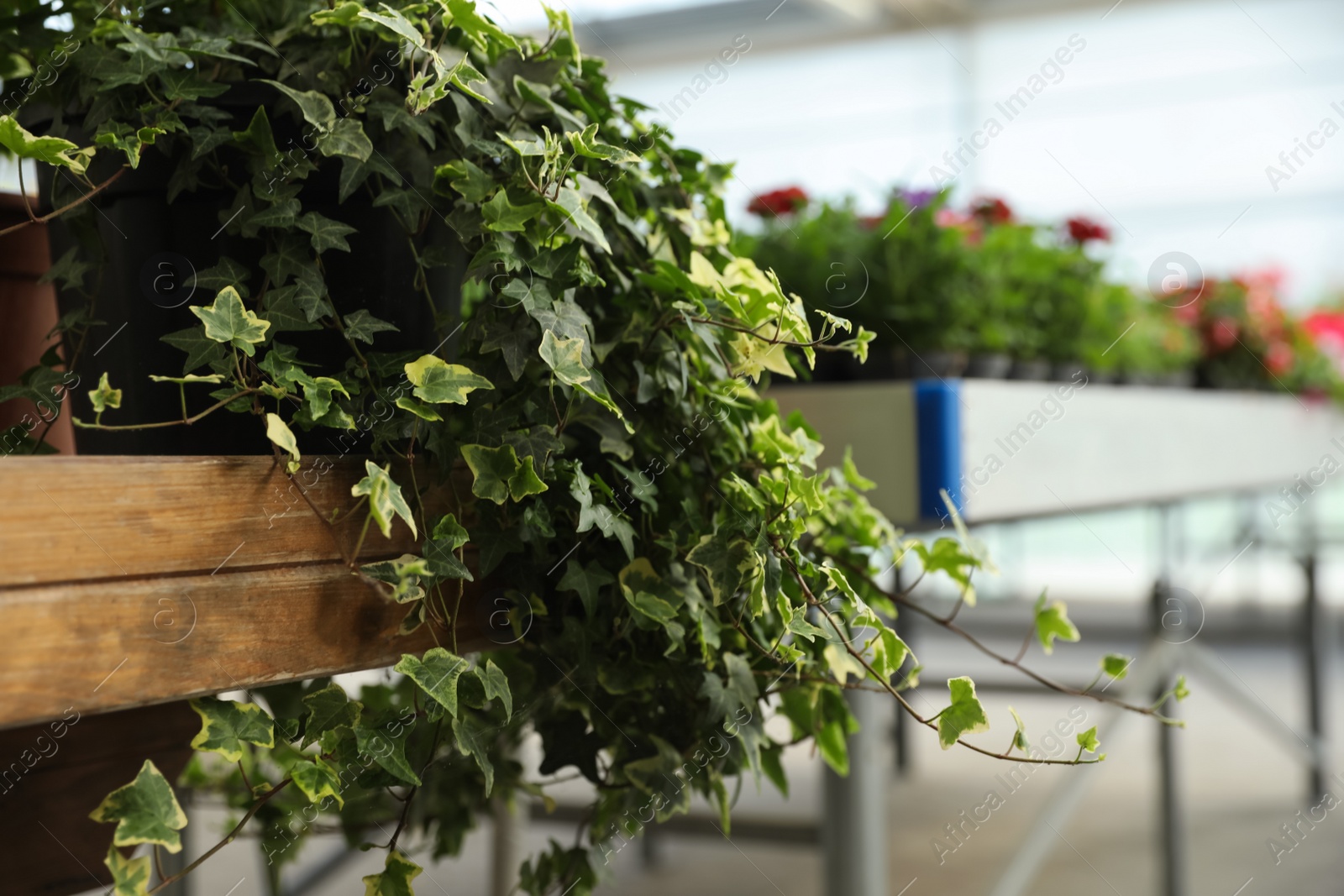 Photo of Beautiful ivy on wooden table in garden center, closeup. Space for text